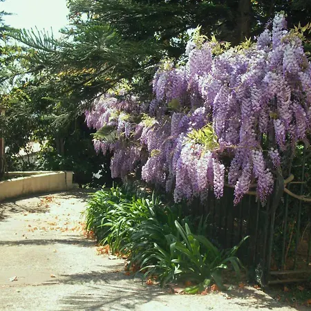 Wisteria فيلة