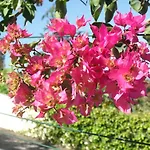 Wisteria 푼샬