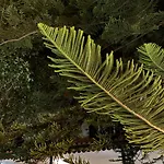 Wisteria 빌라 푼샬