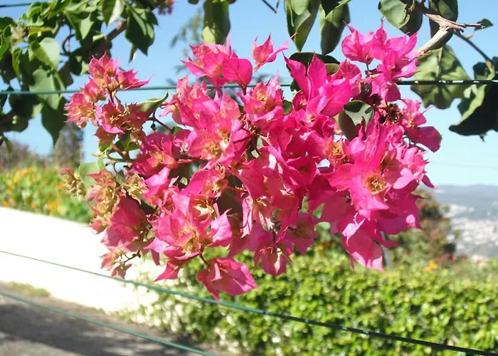 Wisteria Funchal (Madeira)