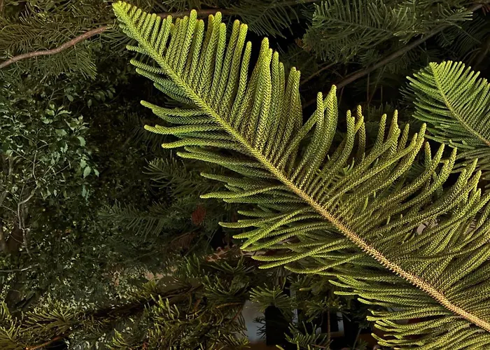 Wisteria Villa Funchal (Madeira)